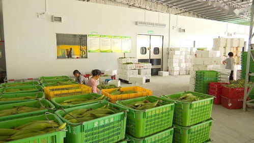 全力推進粵港澳大灣區(qū)肇慶懷集綠色農(nóng)副產(chǎn)品集散基地建設(shè)